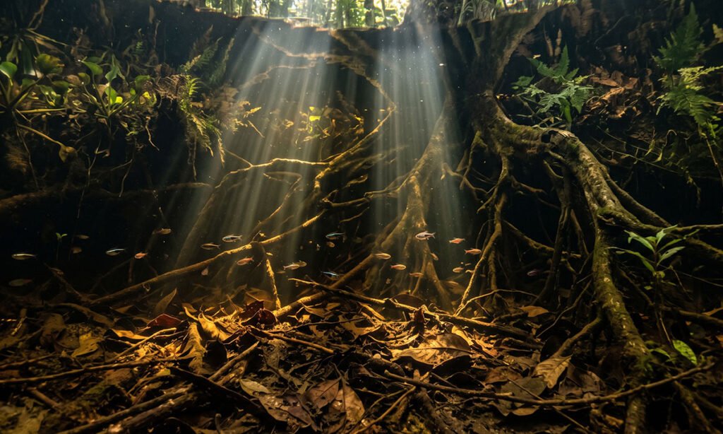 Igarapé amazônico com raízes, folhas e pequenos peixes nativos