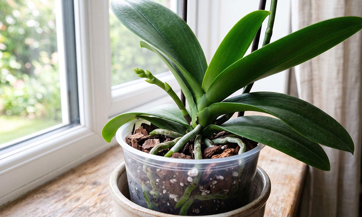 Orquídea Phalaenopsis saudável iniciando uma nova haste floral