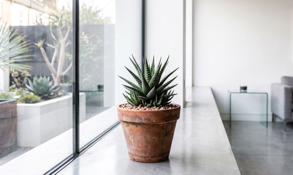 Haworthia recebendo luz indireta próxima a uma janela