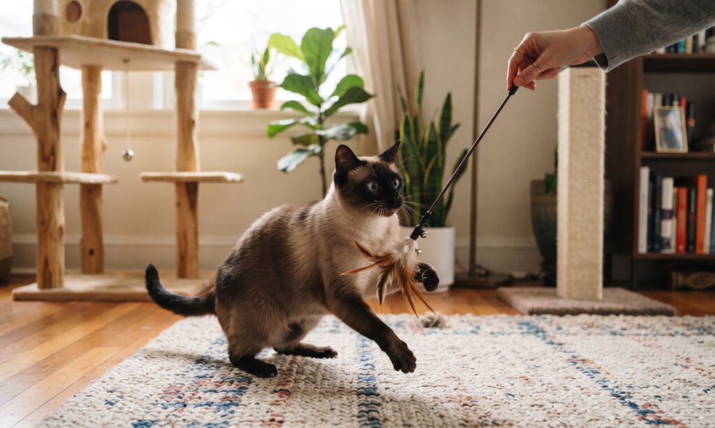 Gato Siamês brincando com tutor em ambiente com arranhador e espaço vertical.
