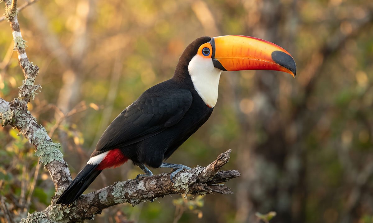 Tucanuçu adulto pousado em um galho no Cerrado brasileiro.